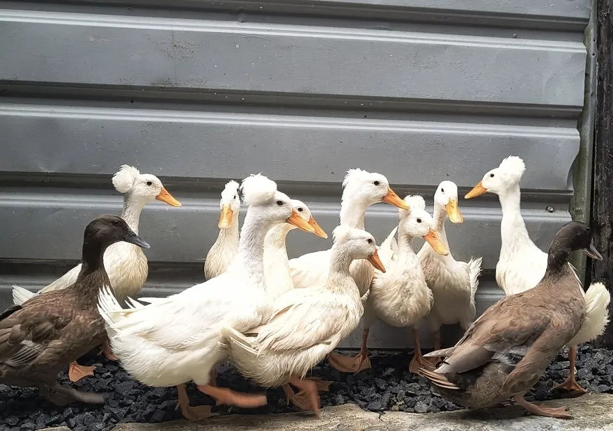 Patos Peines con copete