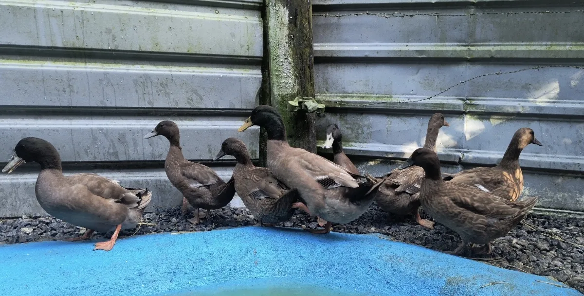 Patos ponedora Khaki campbel en Panamá