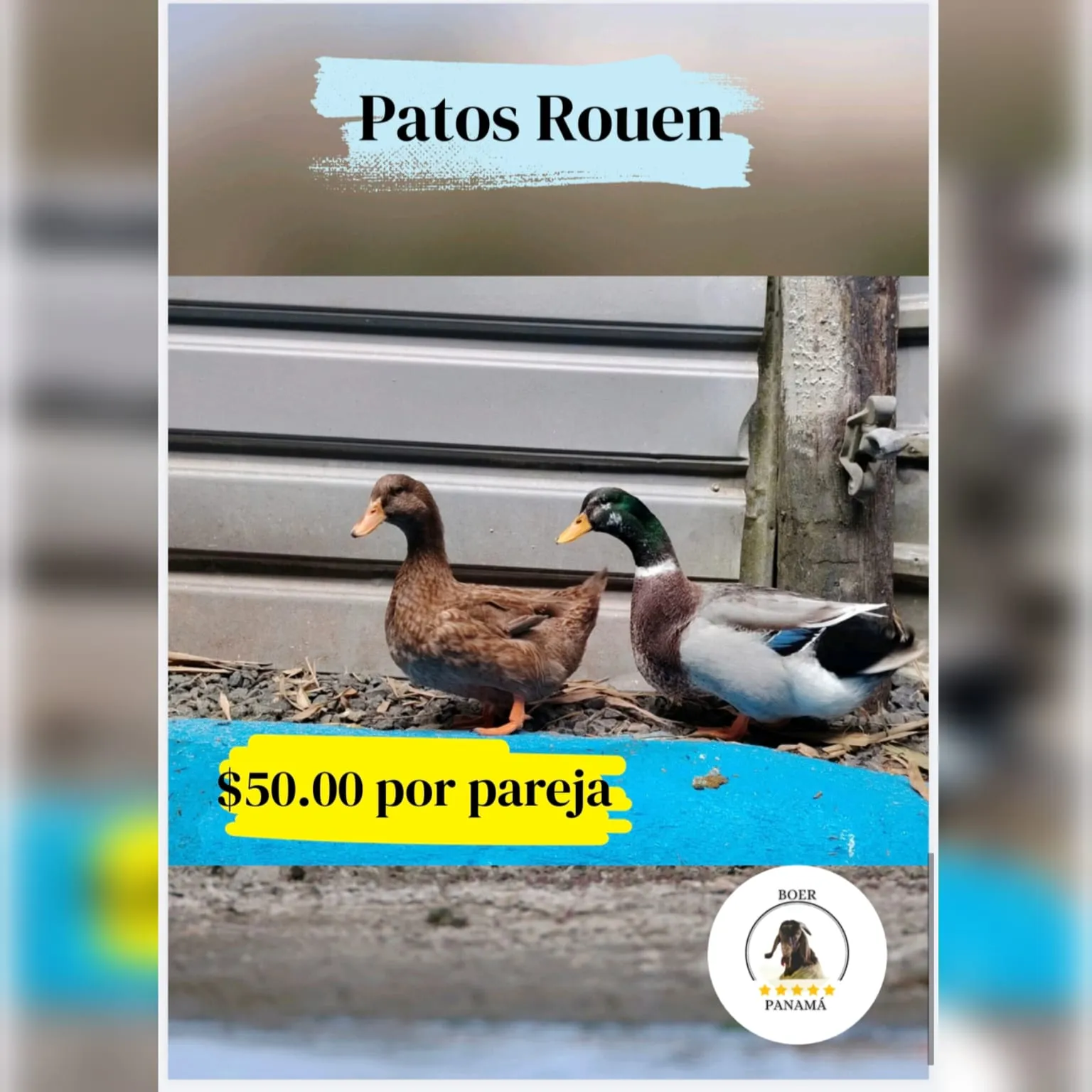 Patos canadienses Rouen
