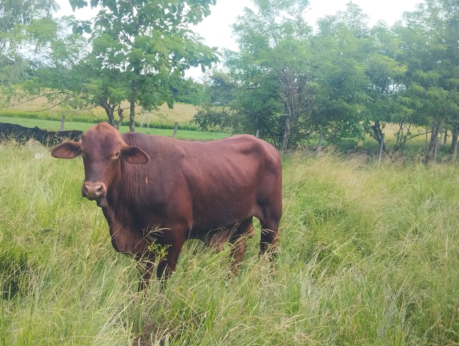 Vendo toro senepol