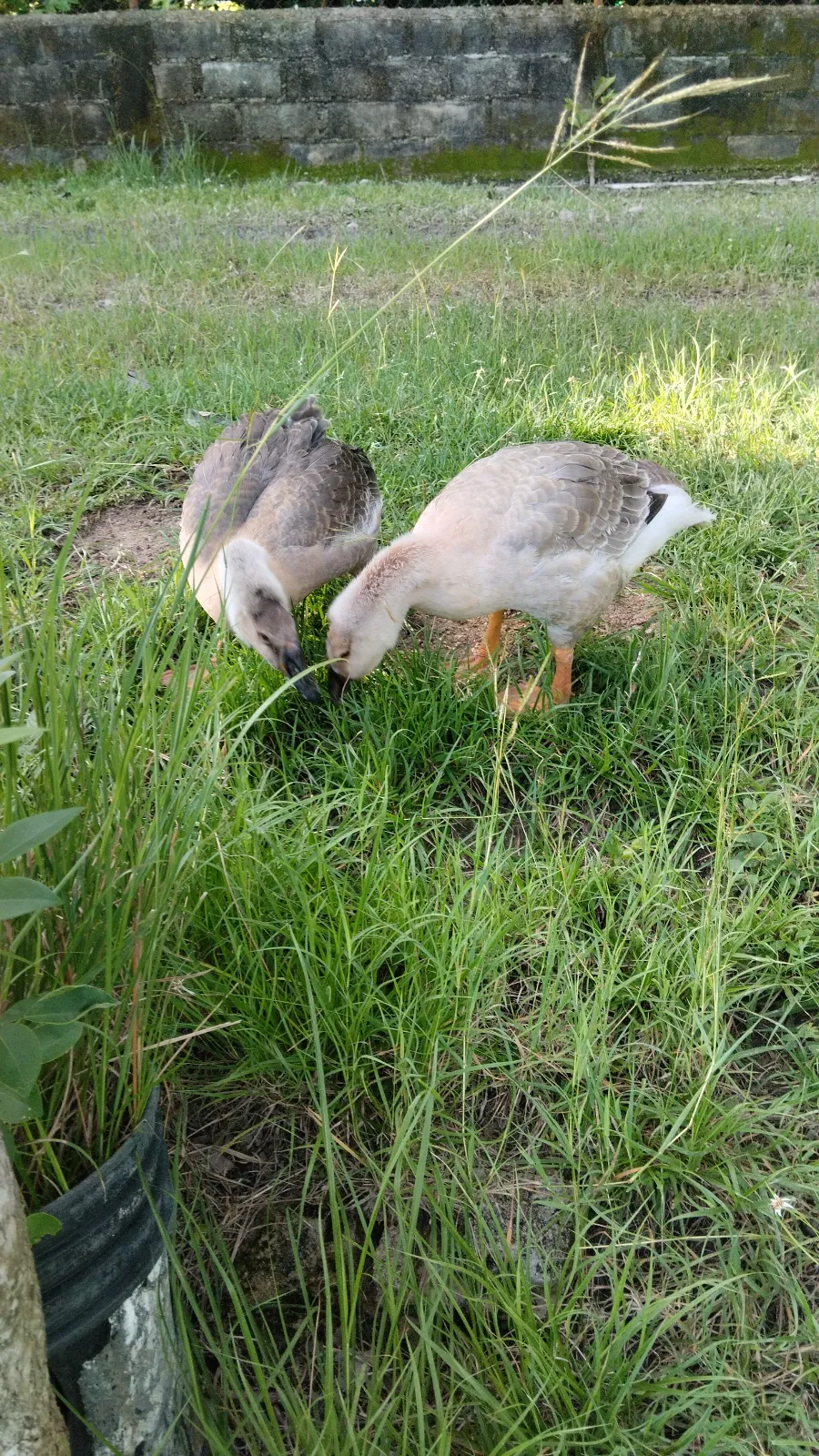 Vendo parejita de gansos africanos de 2 meses