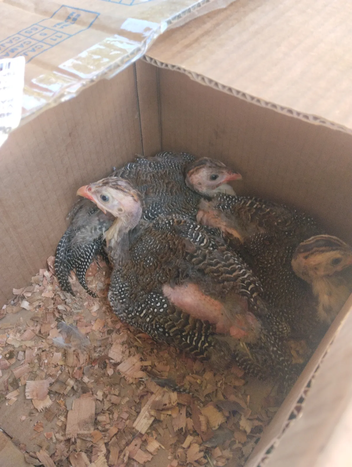 Lote de 3 gallinas guineas