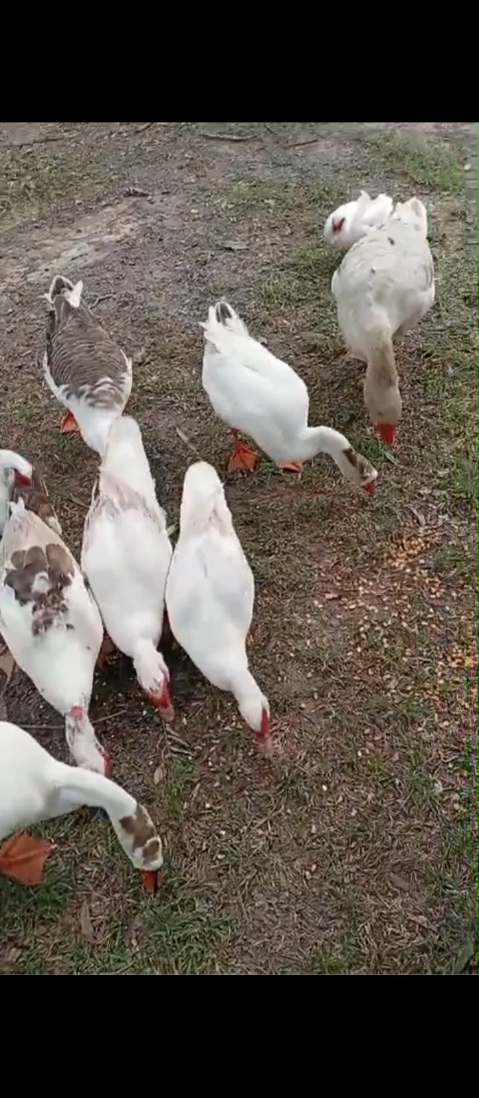 Vendo gansos,patos blancos ,patos chilenos y una oca