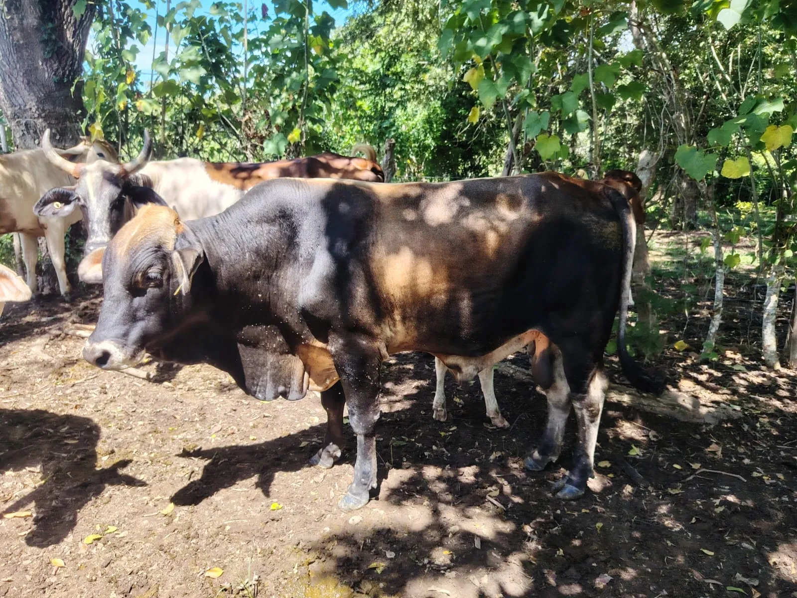Se Vende Toro Pardo