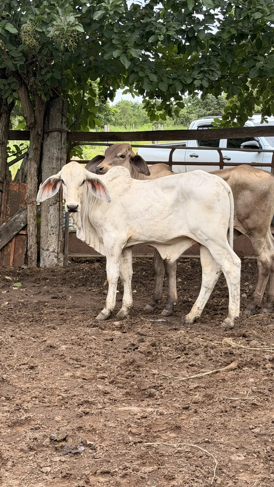 Ternero Brahman Blanco