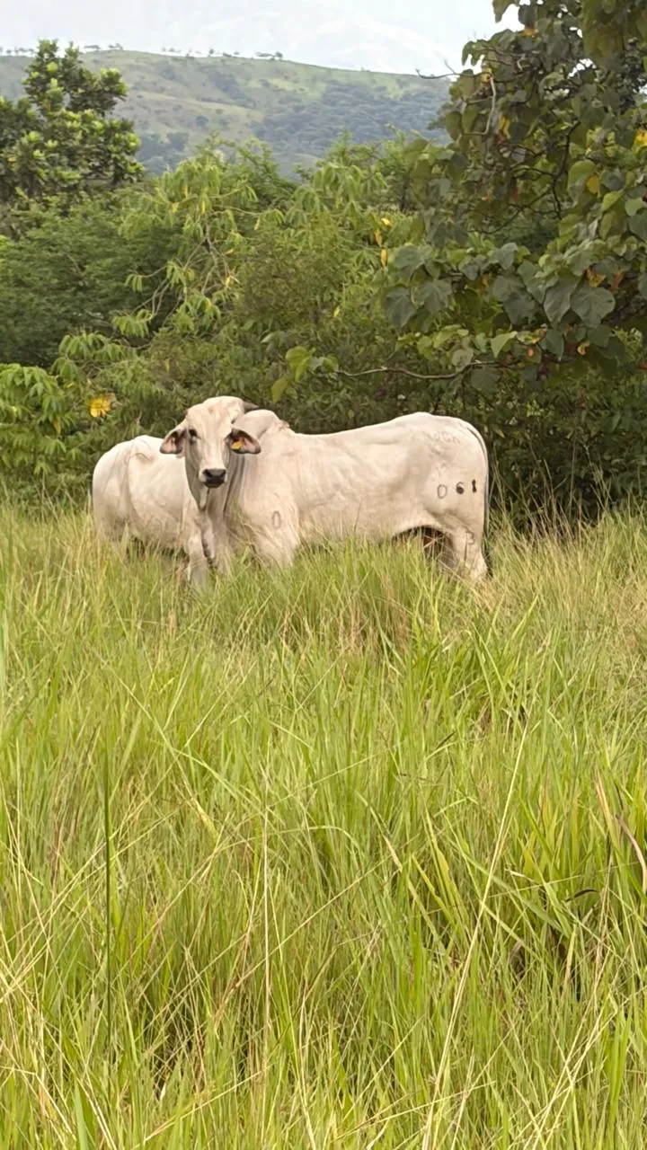 Toro Brahman Puro con Registro