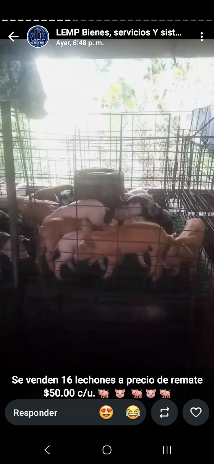 Lote de 16 lechones de cerdos
