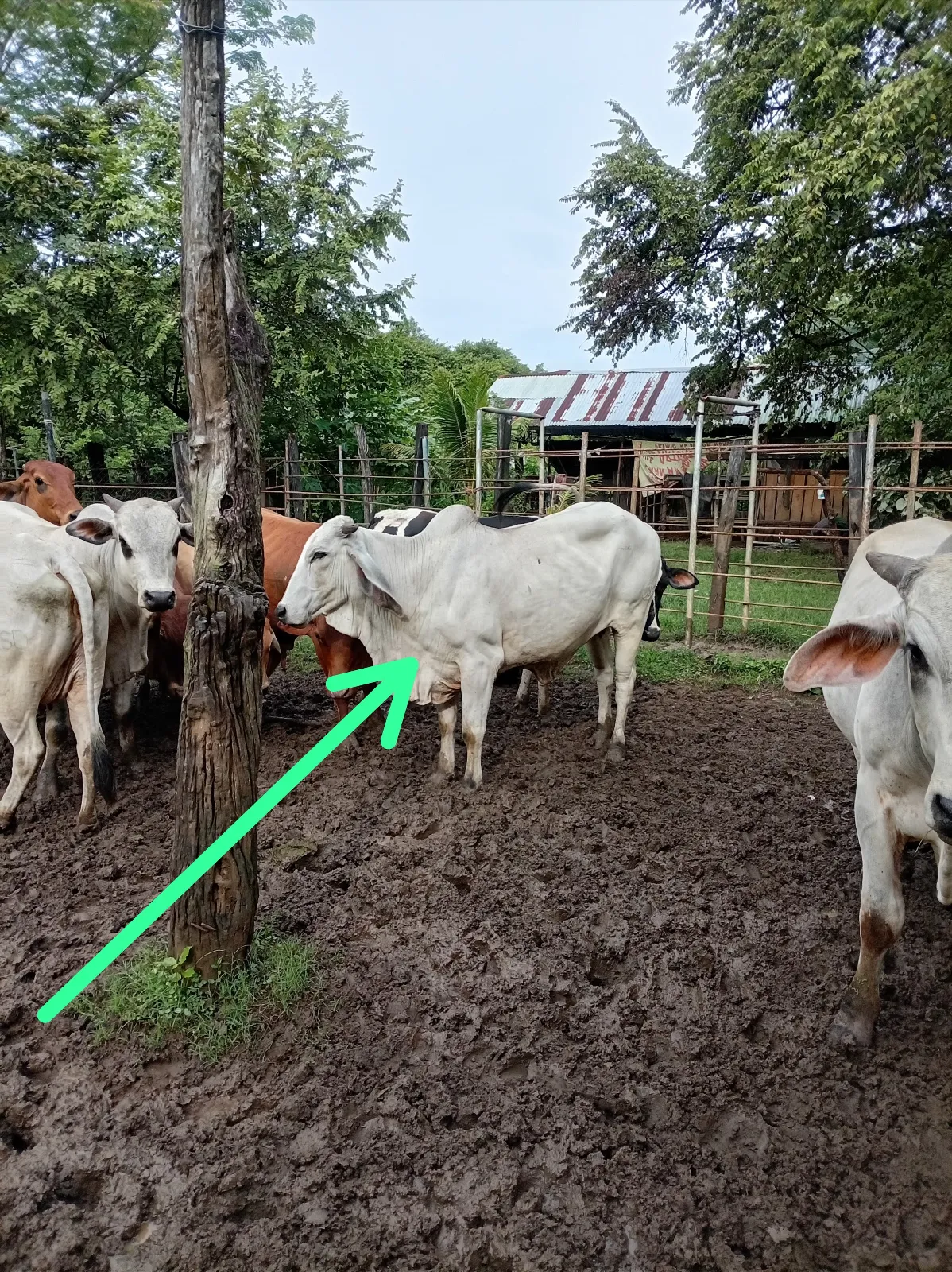 1 novilla brahman preñada