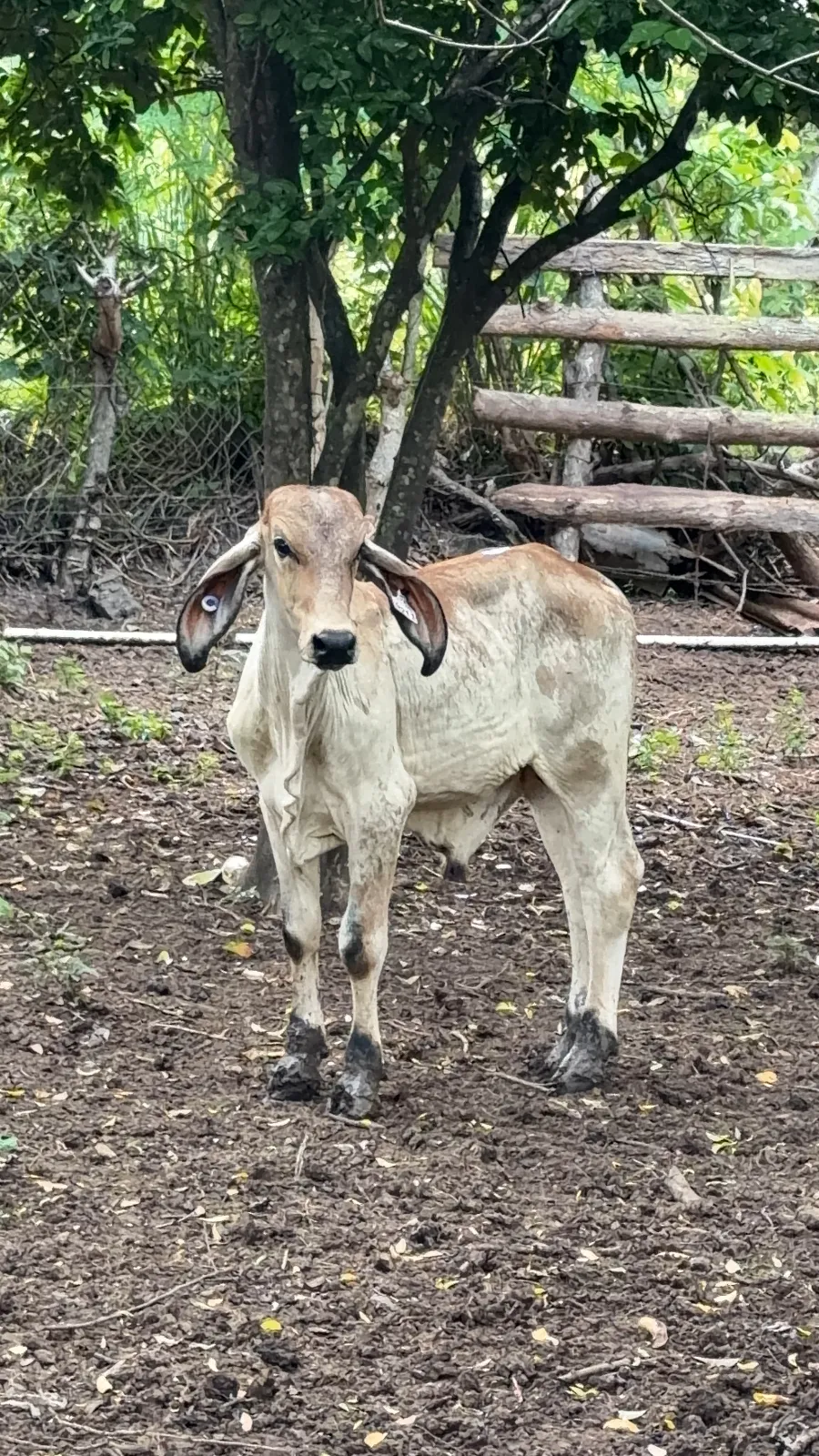 Pinta de campeón, listo para tu finca