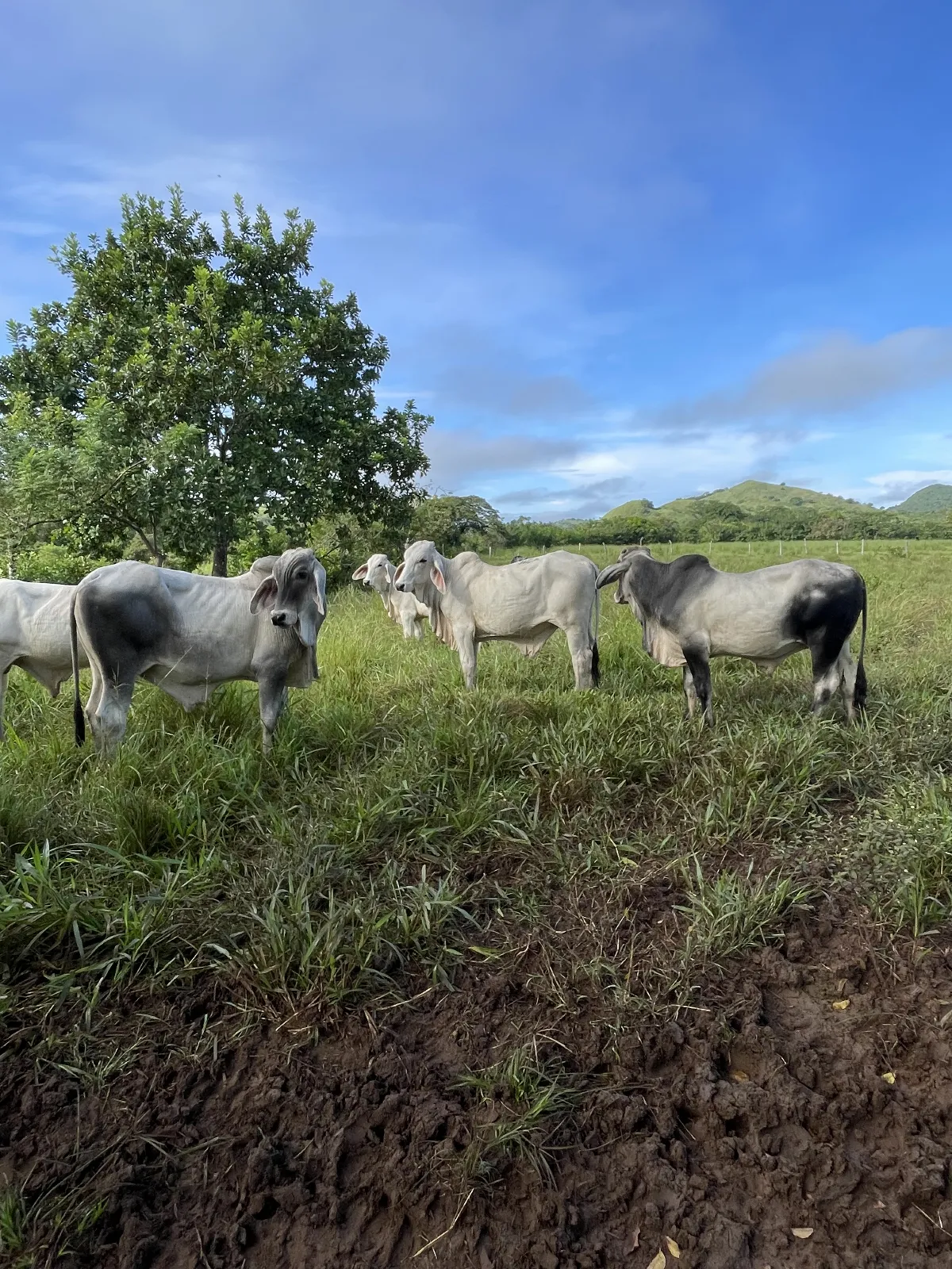 Lote de 25
