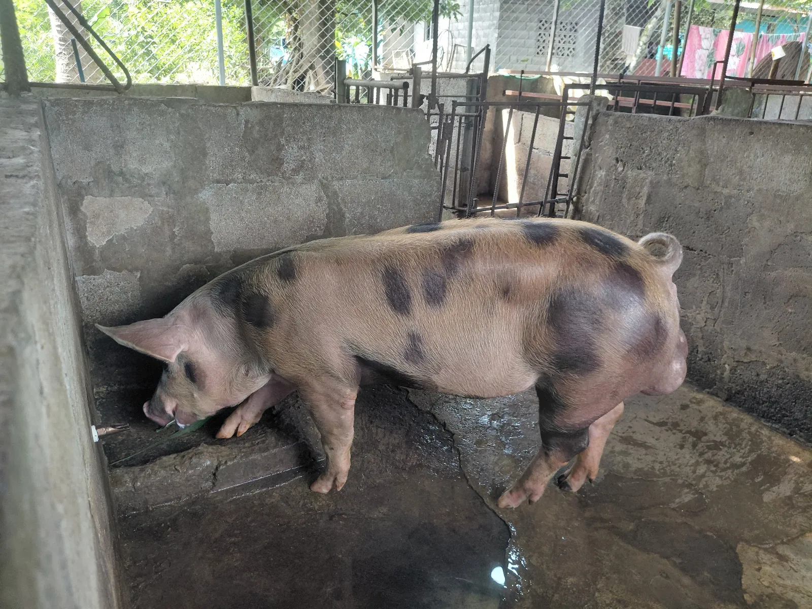 BERRACO JOVEN