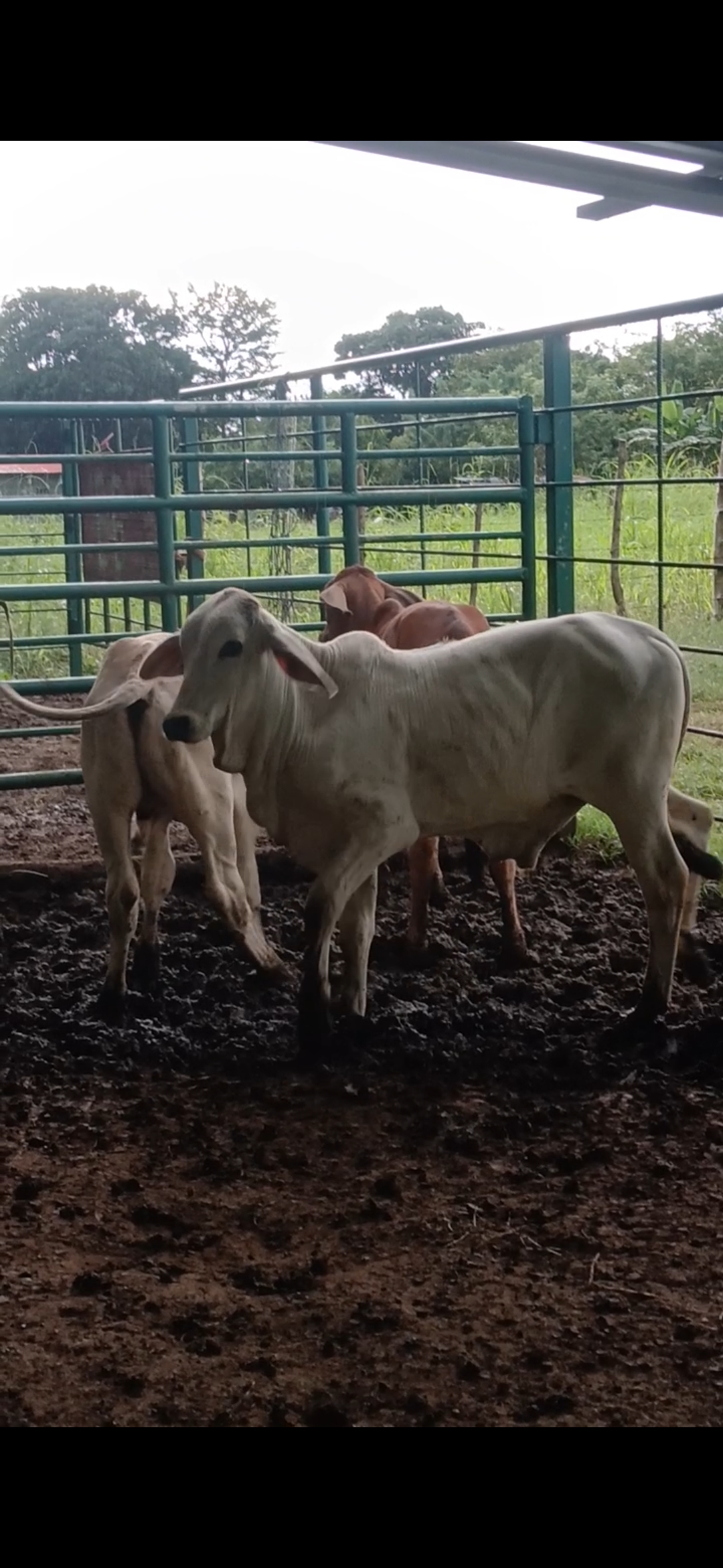 2 terneros 1 ternera brahman