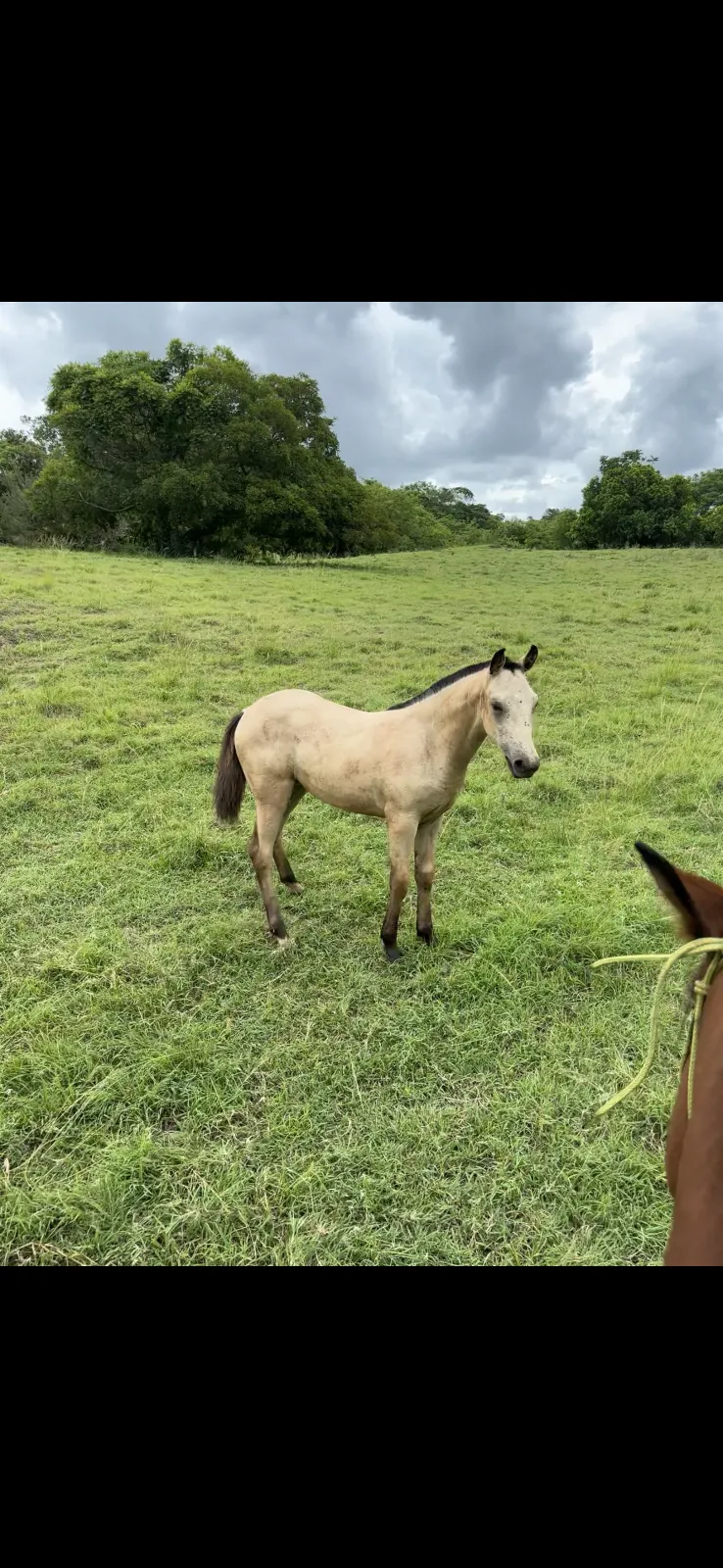 Vendo Potranca 1/4 de milla