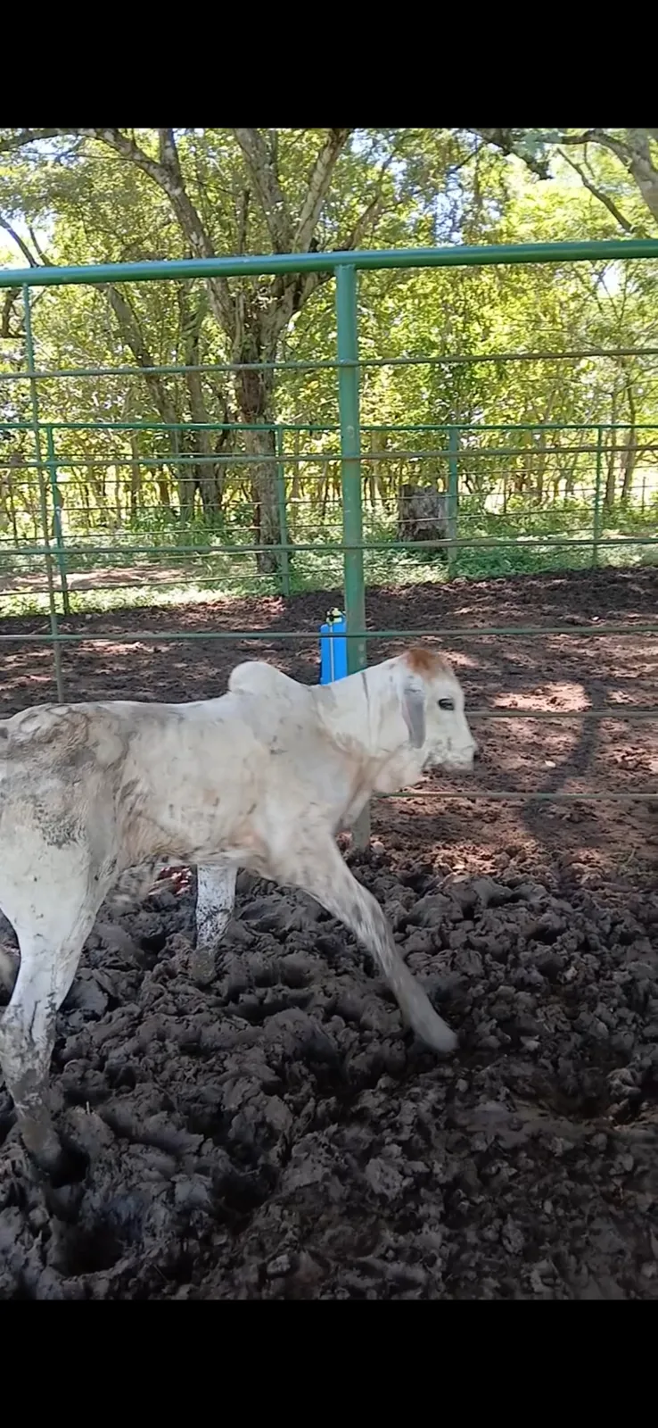 7 terneros 1 ternera