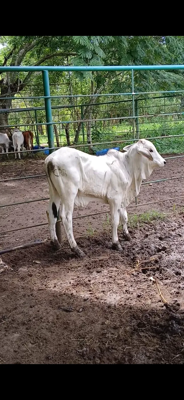 Terneros y terneras