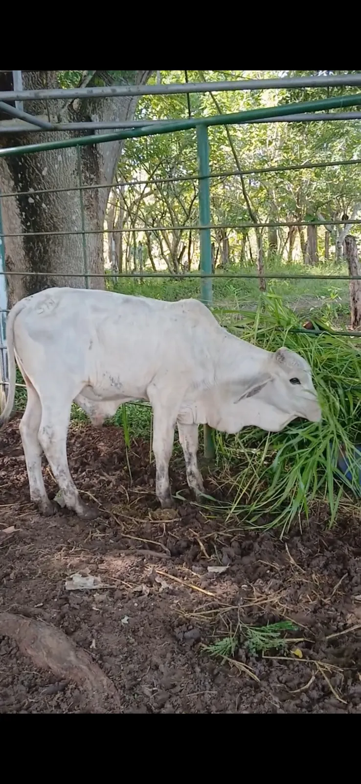 3 terneros 1 ternera brahman