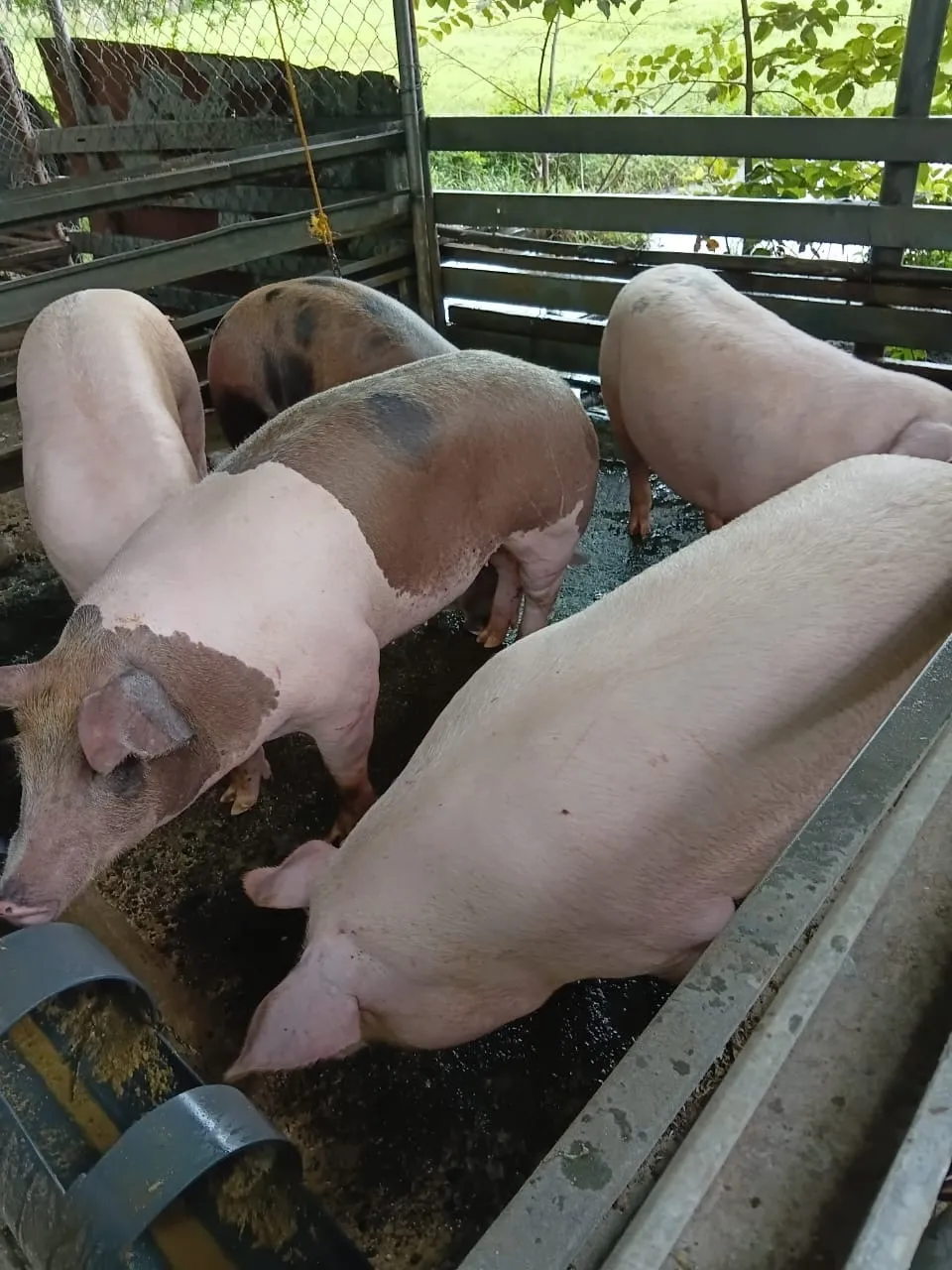 Cerdos en pie ó en canal a la venta (Pietrain - Landrace)