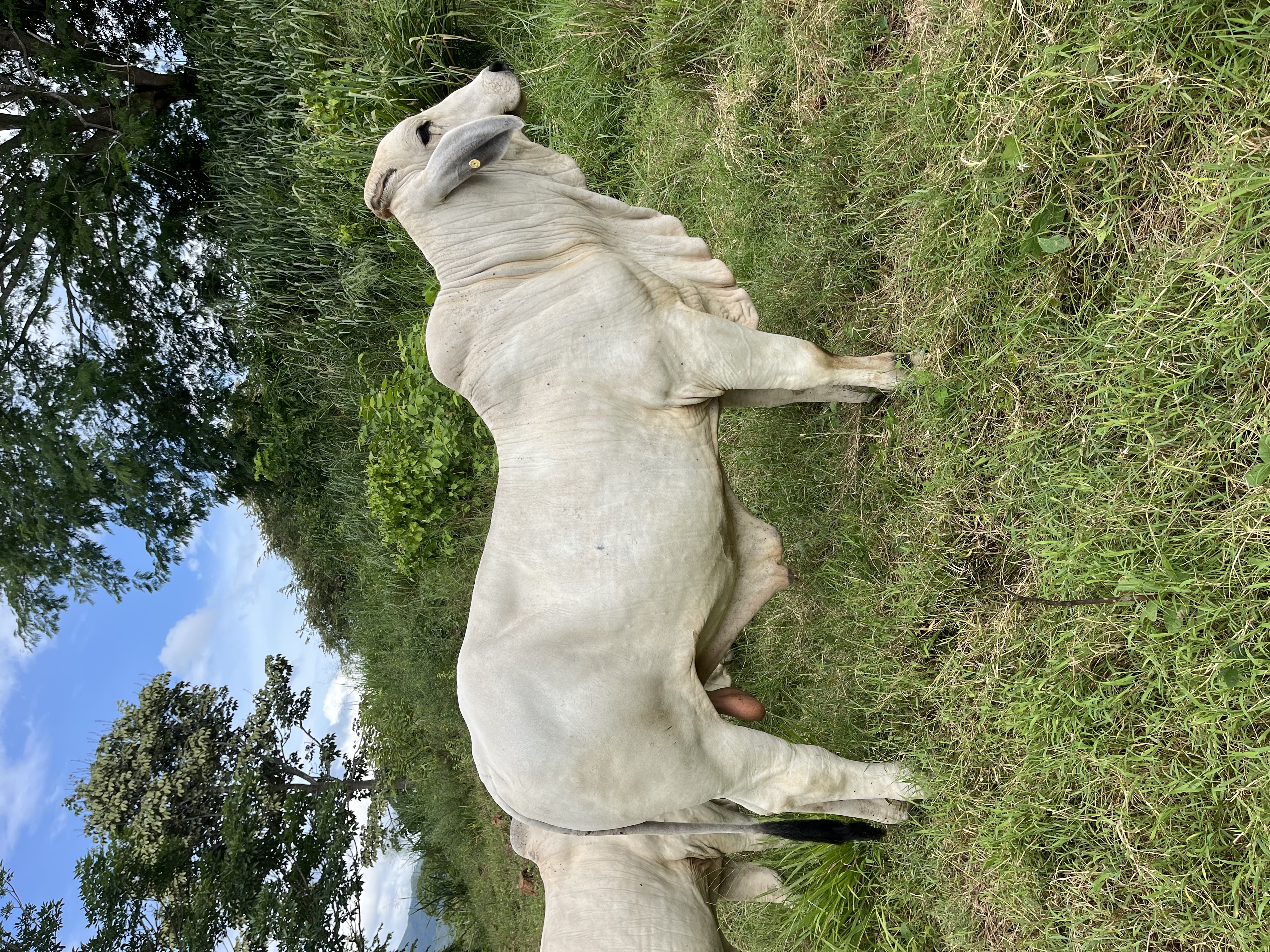 Torete Brahman gris