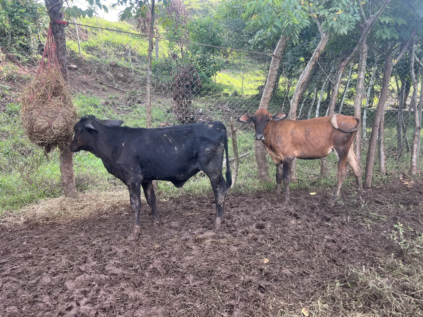 Lote de 8