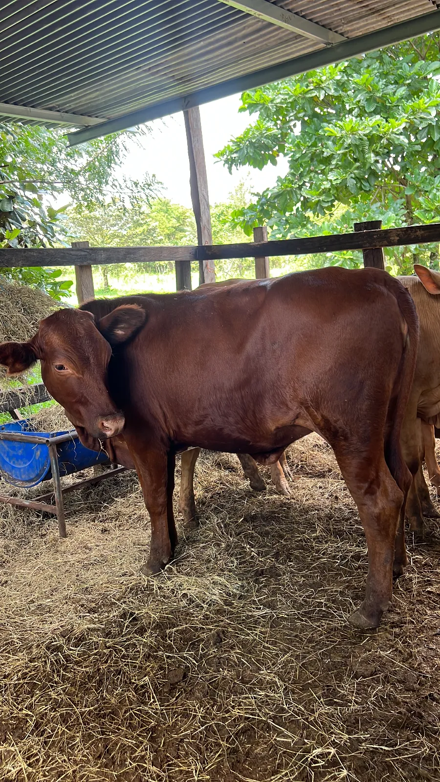 Lote de 2 novillas beefmaster y 1 senepol