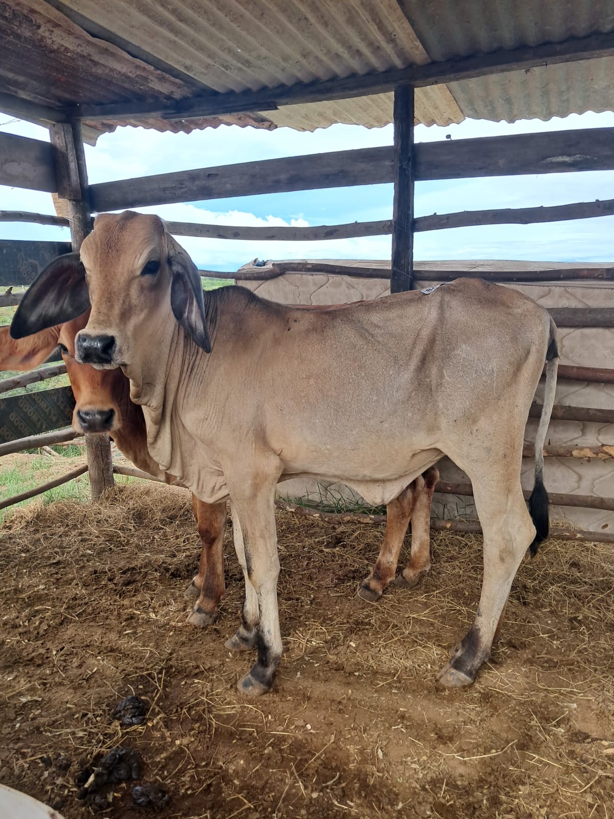 Calidad De Hembra Brahman Ya Destetada