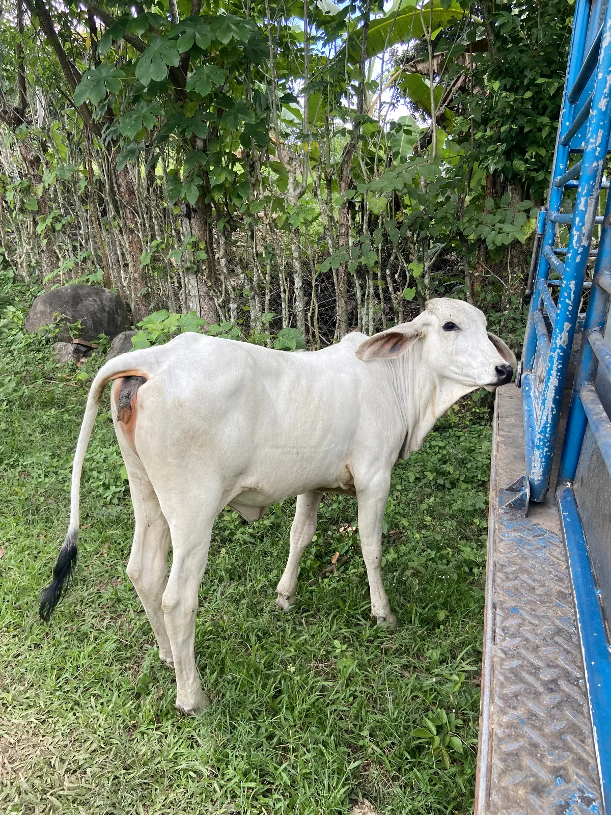 🐂🔥 ¡TERNEROS DE CALIDAD AL MEJOR PRECIO!