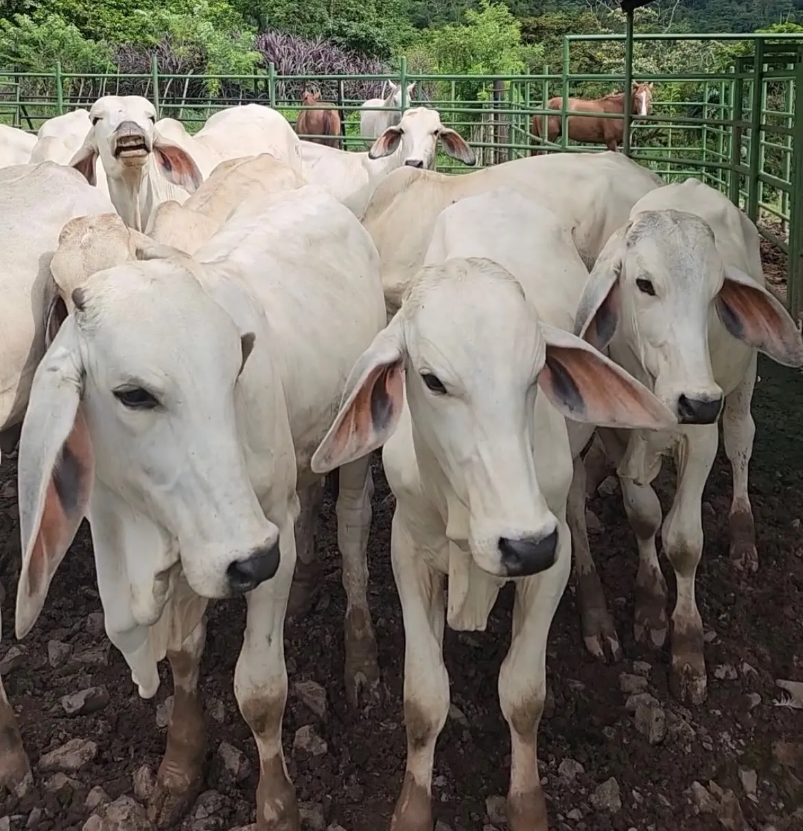 Lote de 17 novillos alta genética