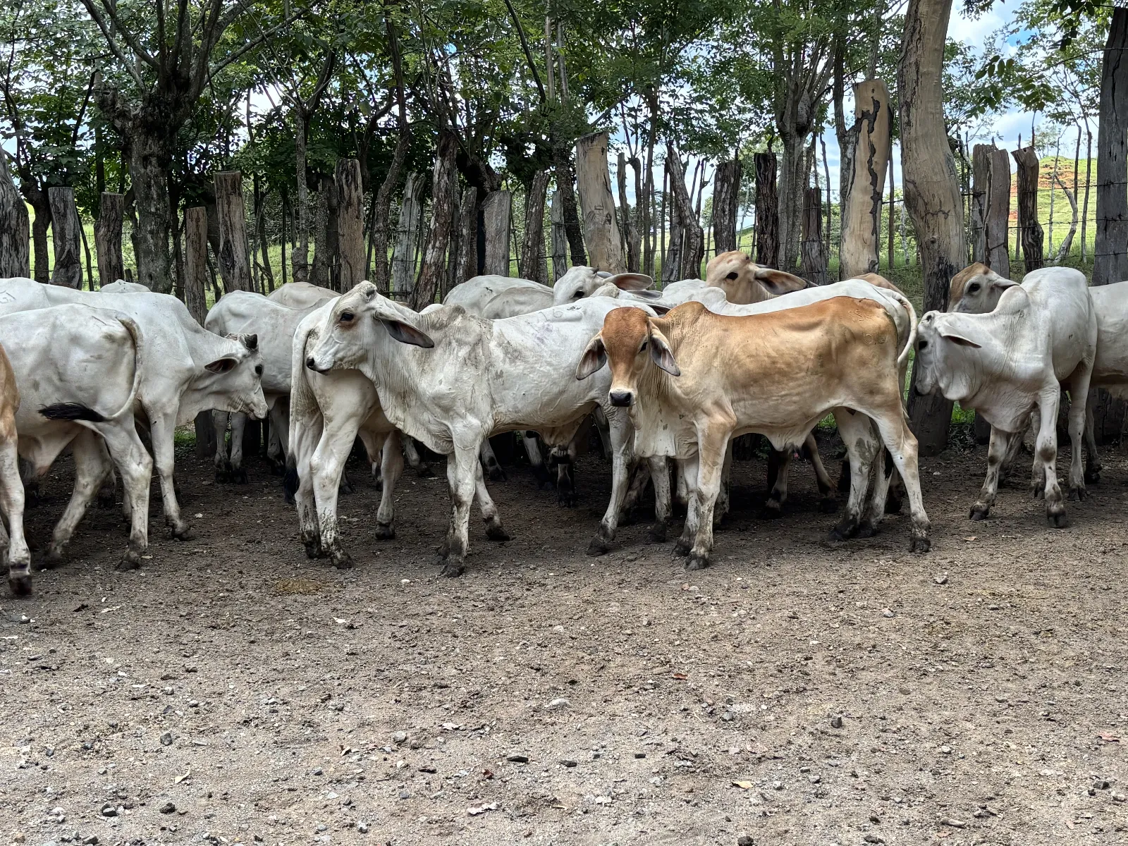 Lote de 31 terneros brahman