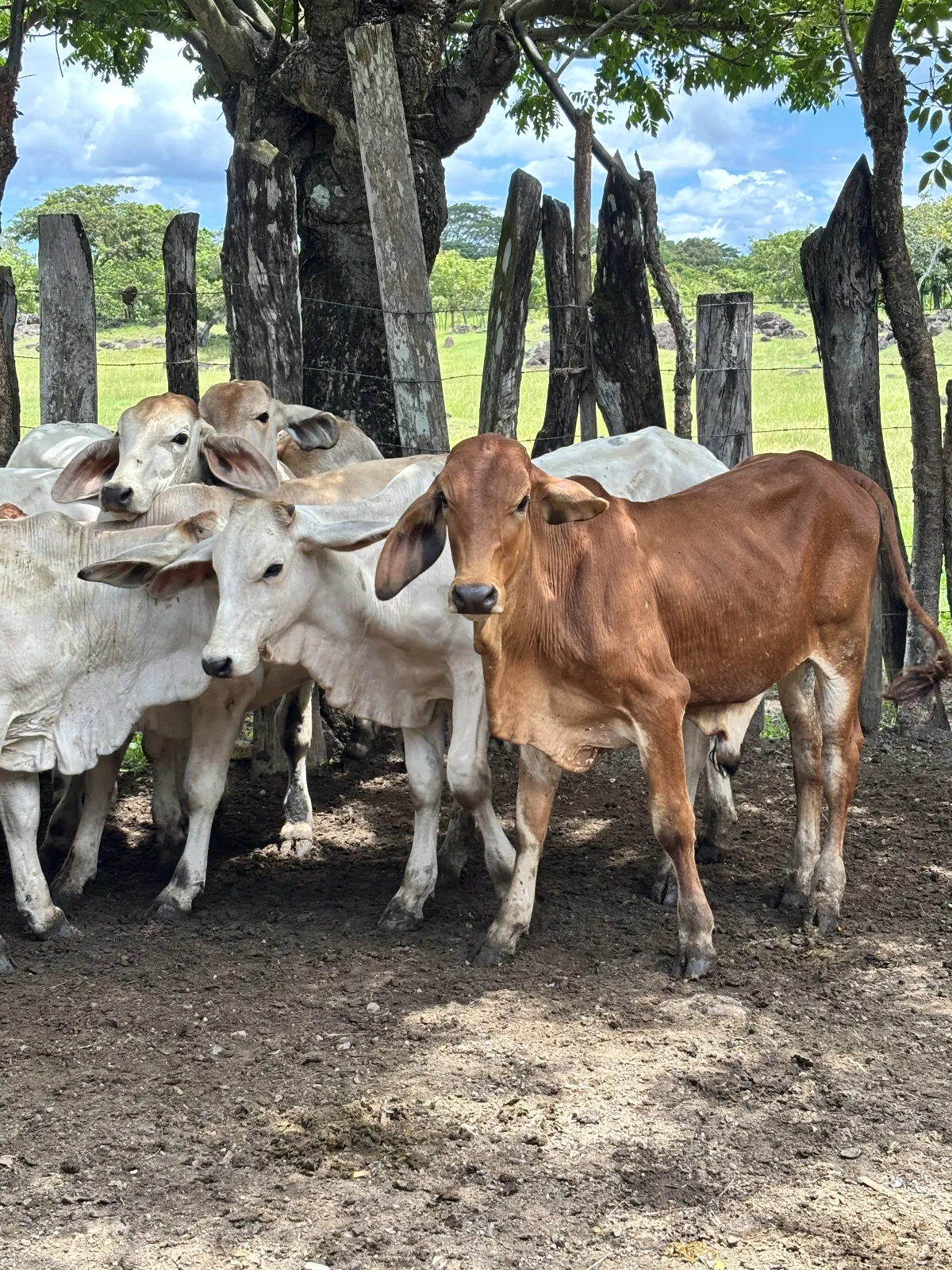 Lote de 15 terneros destetados