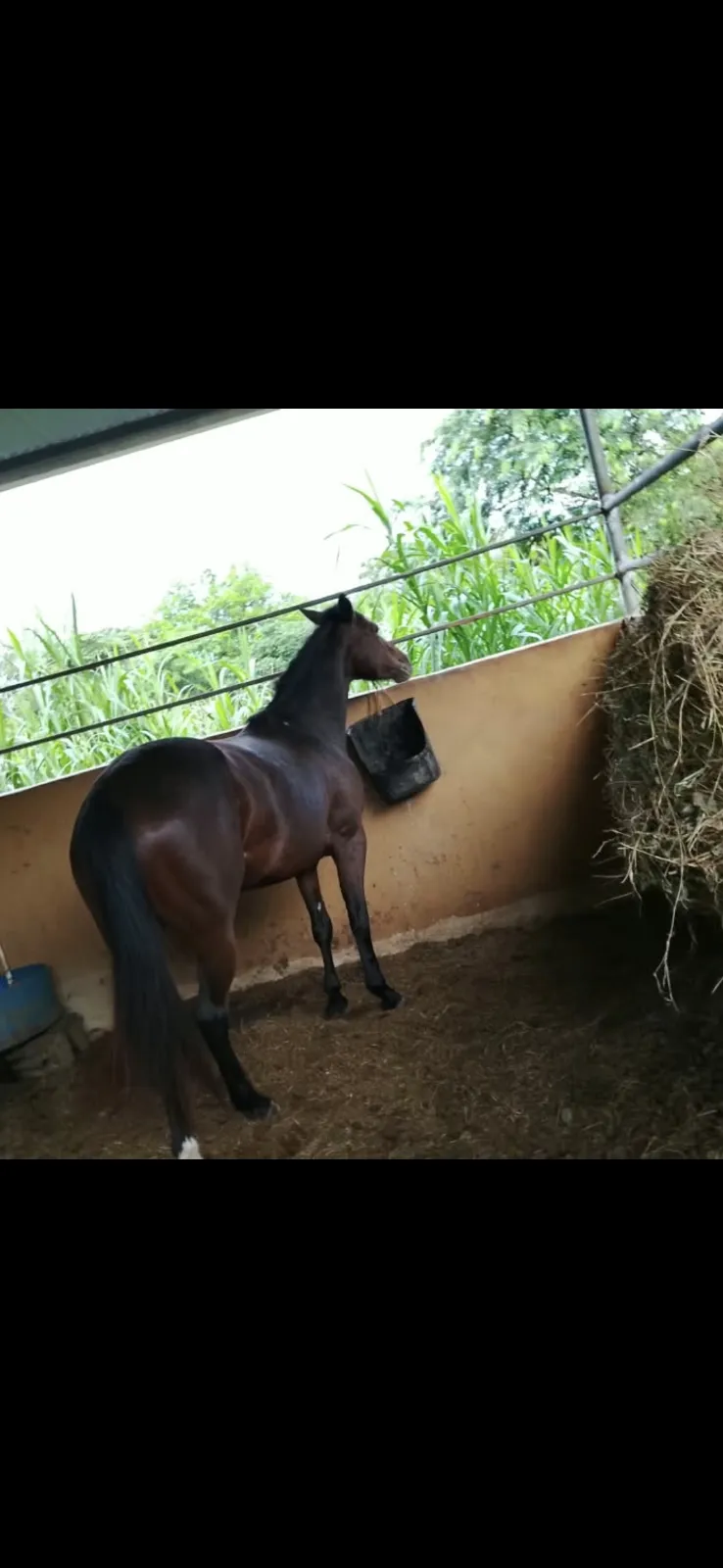 Yegua ¼de milla