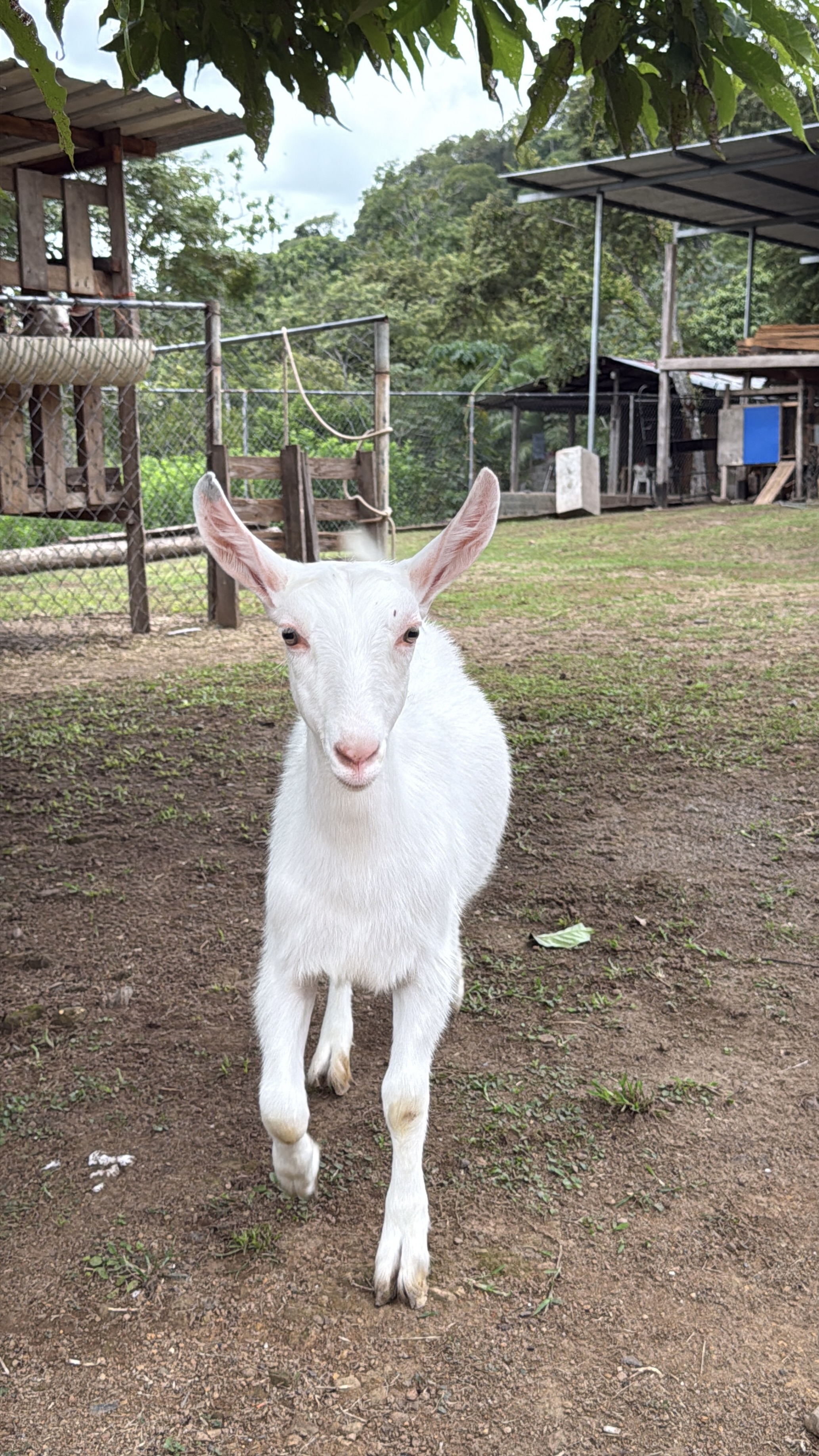 Cabrita de inseminación
